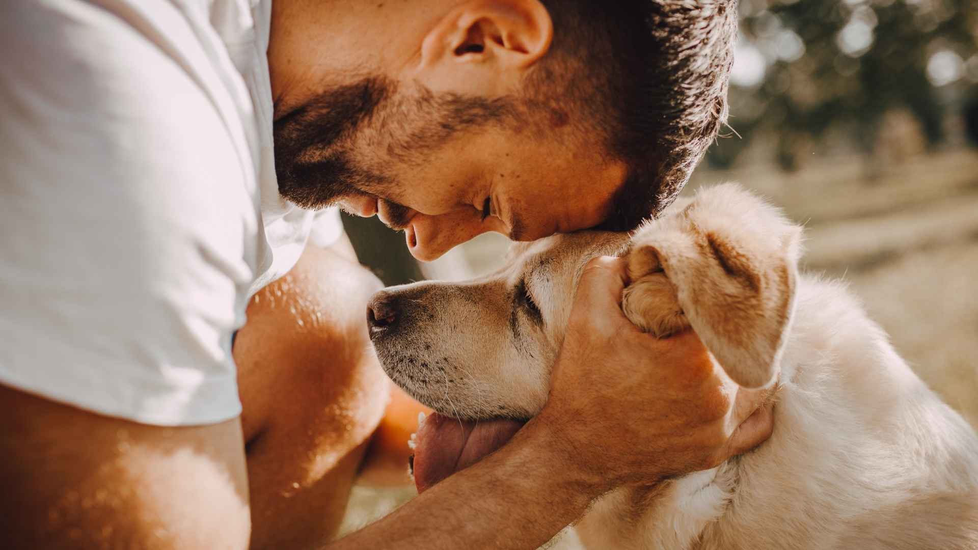 edad de perros a humanos